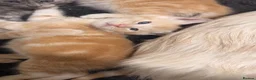 Maine Coon cats for sale: Maine coon cross kittens for sale  in Ipswich - Advert 11