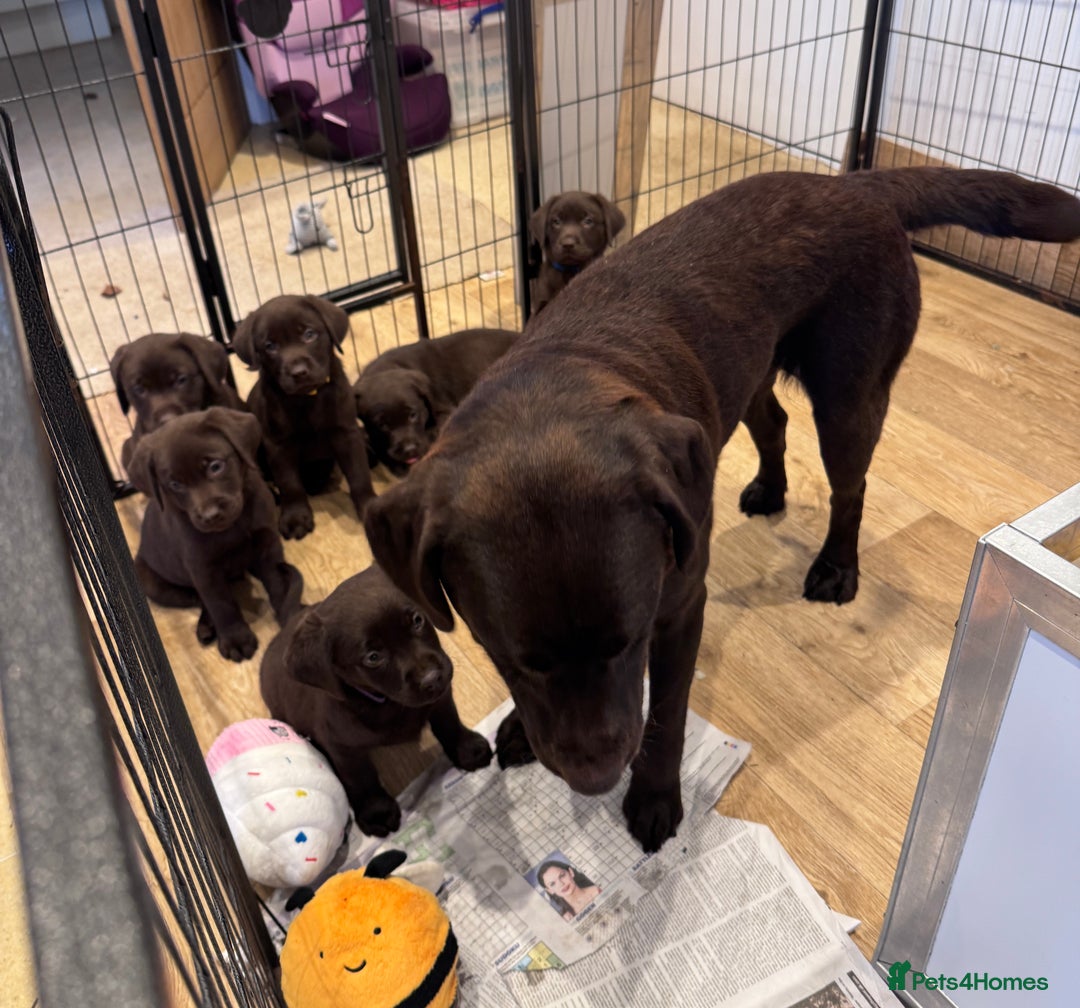 Labrador Retriever dogs for sale: Outstanding Quailty Chocolate Labrador Puppies - Advert 29