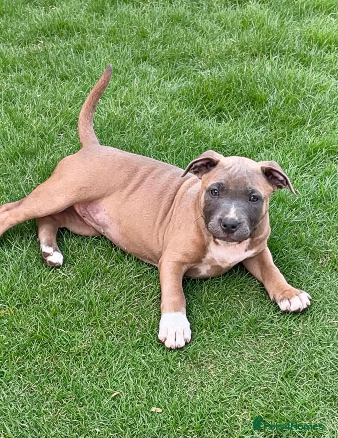 Staffordshire Bull Terrier dogs 🐾 STAFFORDSHIRE BULL TERRIER PUPPIES - Advert 17