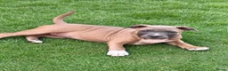 Staffordshire Bull Terrier dogs for sale: 🐾 STAFFORDSHIRE BULL TERRIER PUPPIES - Advert 1