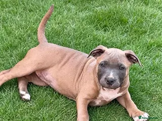 Staffordshire Bull Terrier dogs 🐾 STAFFORDSHIRE BULL TERRIER PUPPIES - Advert 4