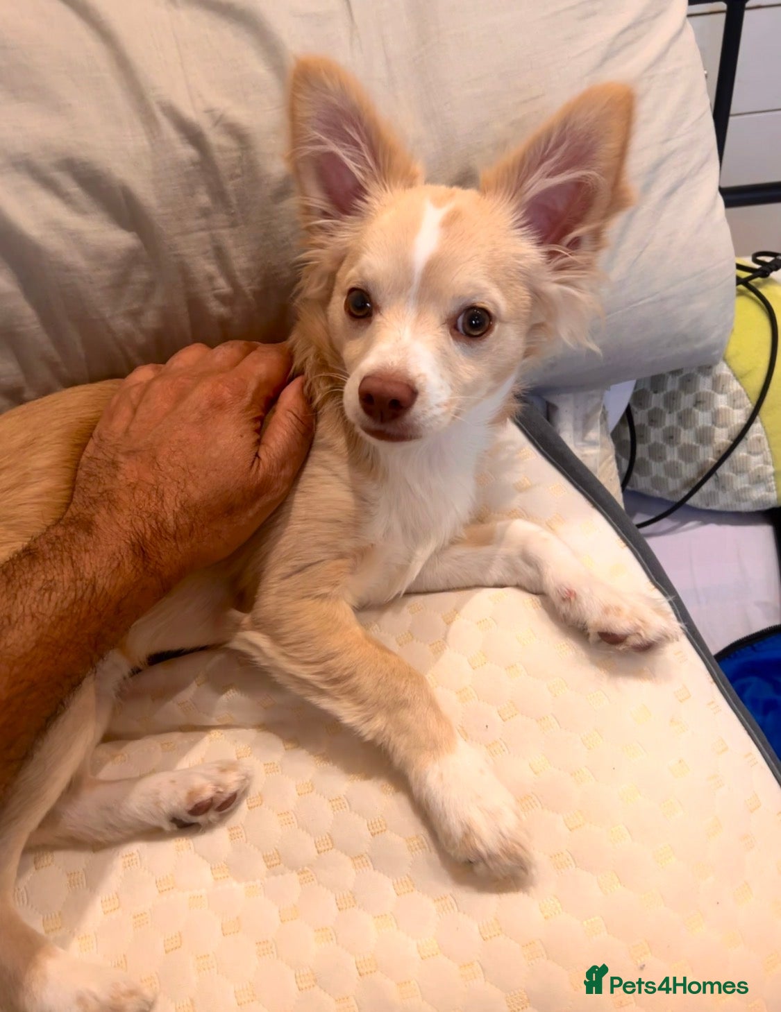 Mixed Breed dogs Rare chihuahua  - Advert 1