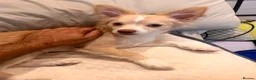 Mixed Breed dogs for sale: Rare chihuahua  - Advert 1