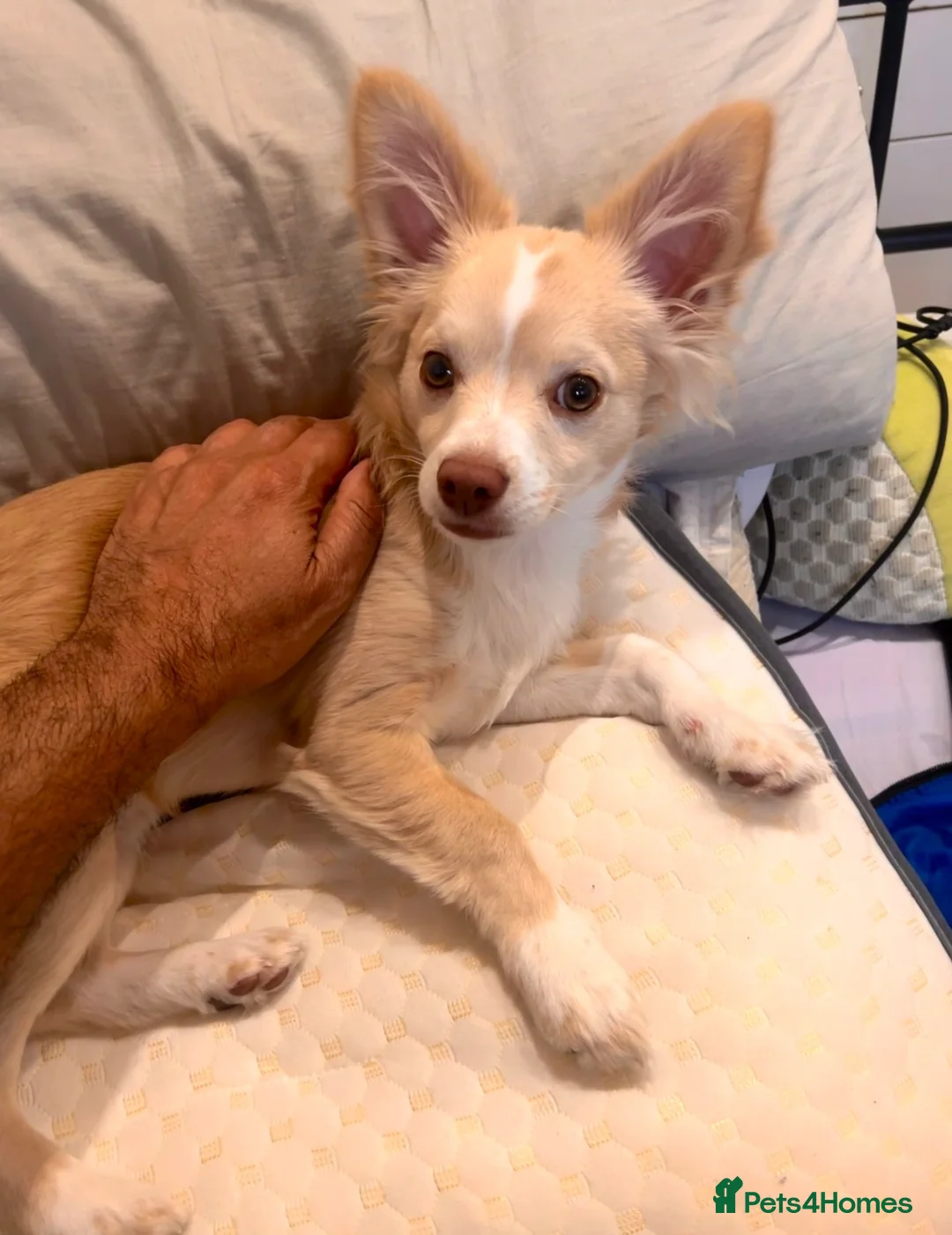 Mixed Breed dogs for sale: Rare chihuahua  - Advert 1