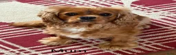 Cavalier King Charles Spaniel dogs for sale: * KC Reg Health Tested Puppies *  - Advert 20