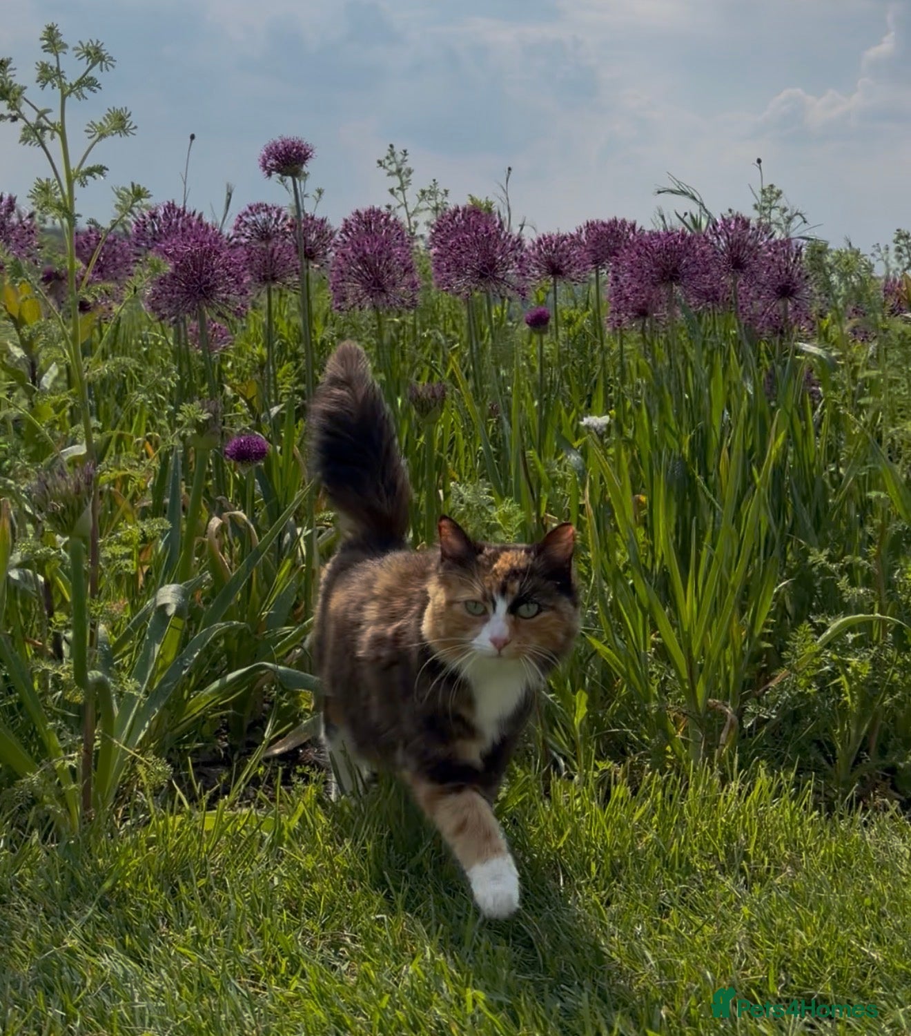 Mixed Breed cats Kittens Looking For Forever Homes  - Advert 4