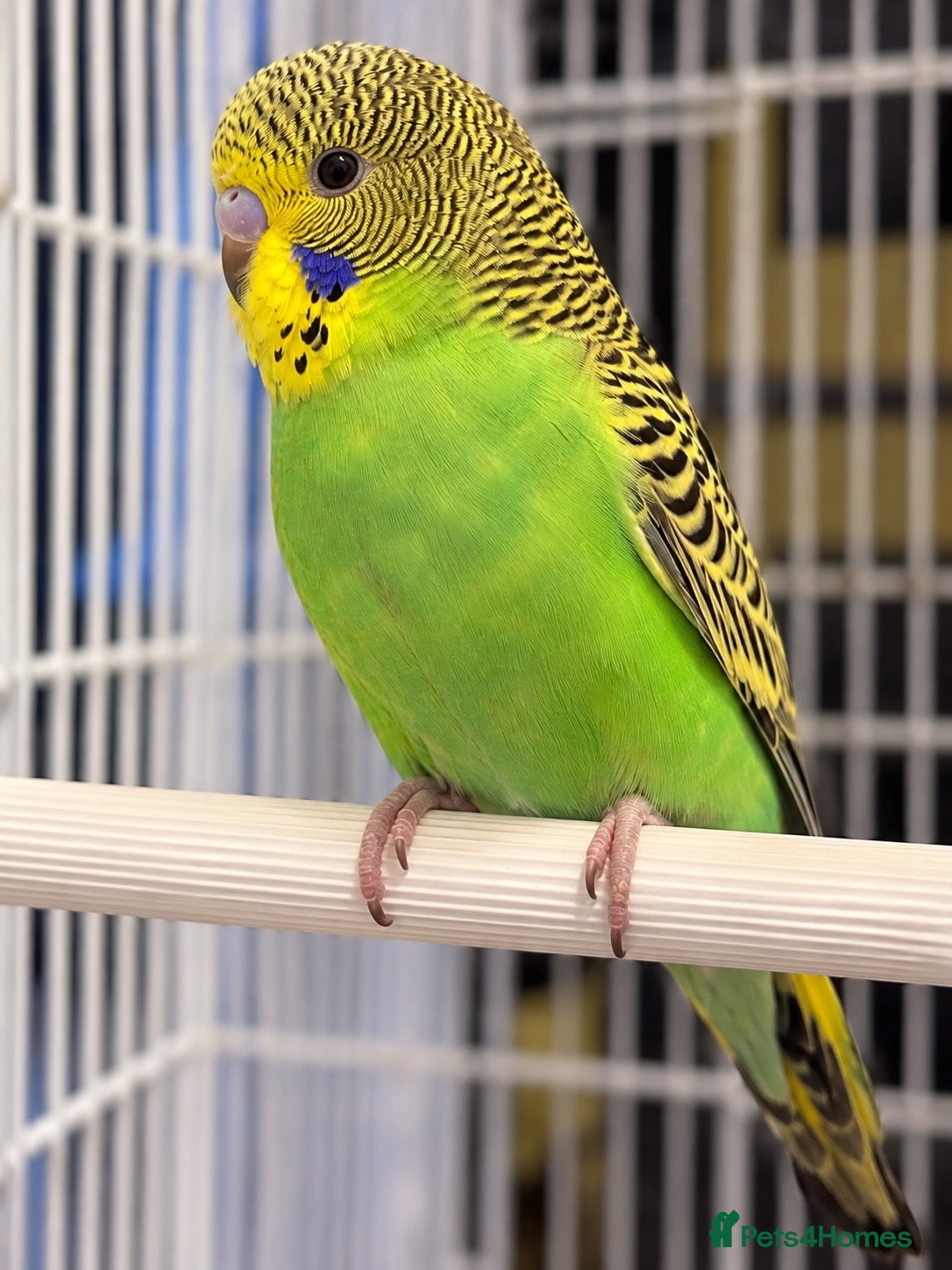 Budgerigars birds Baby Budgies for sale - Advert 17