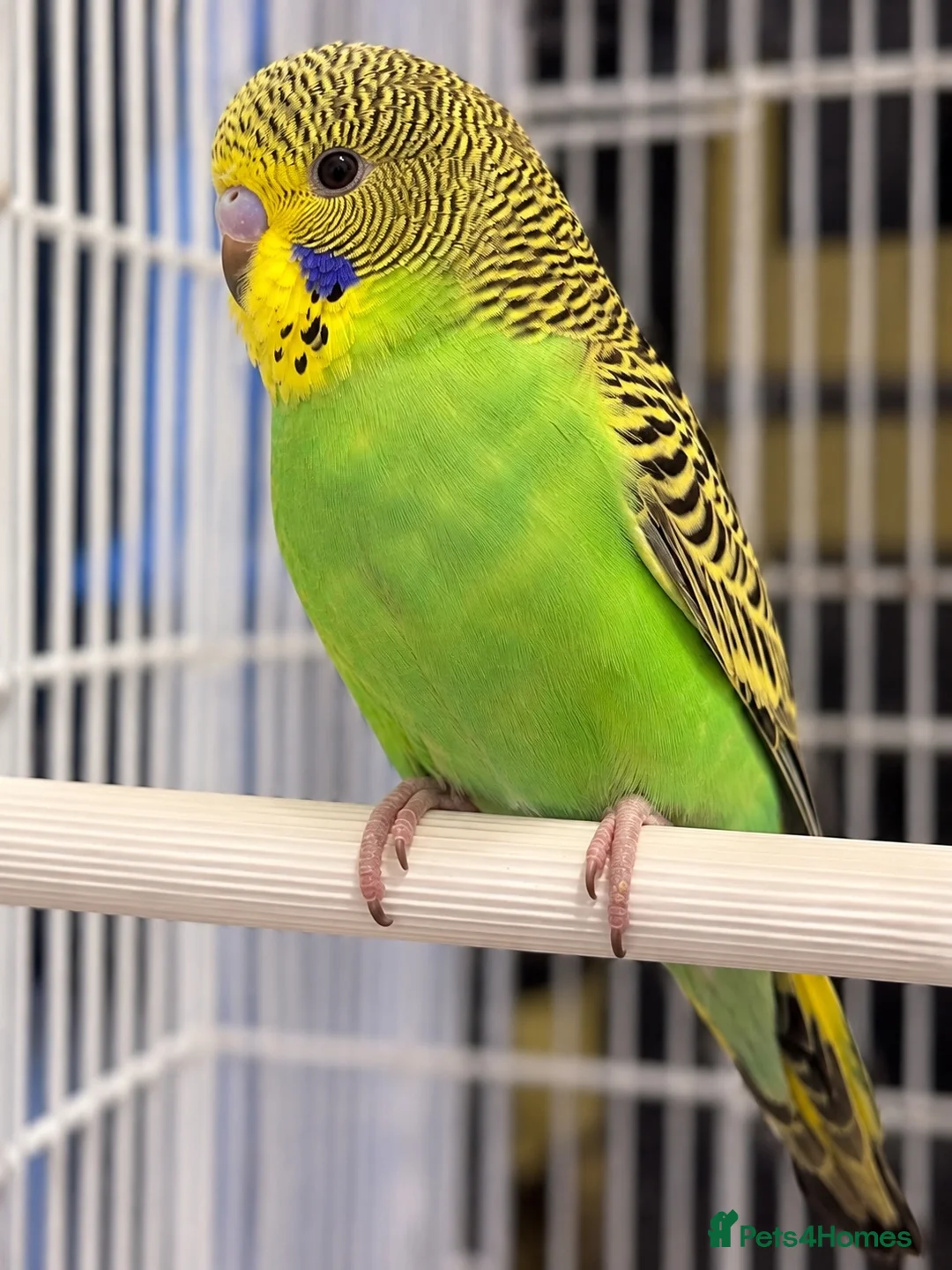 Budgerigars birds for sale: Baby Budgies for sale - Advert 1