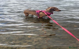 Miniature Dachshund dogs for sale: Lovely girl looking for equally lovely home - Image 3