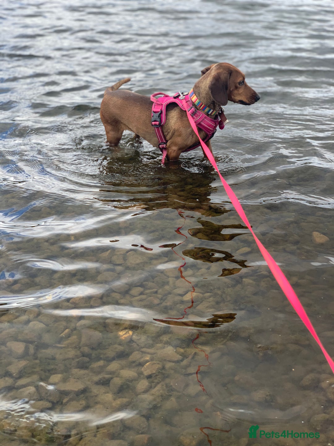 Miniature Dachshund dogs for sale: Lovely girl looking for equally lovely home - Image 3