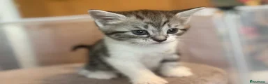 Tabby Girl