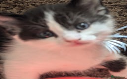Mixed Breed cats for sale: Kitten - Image 17