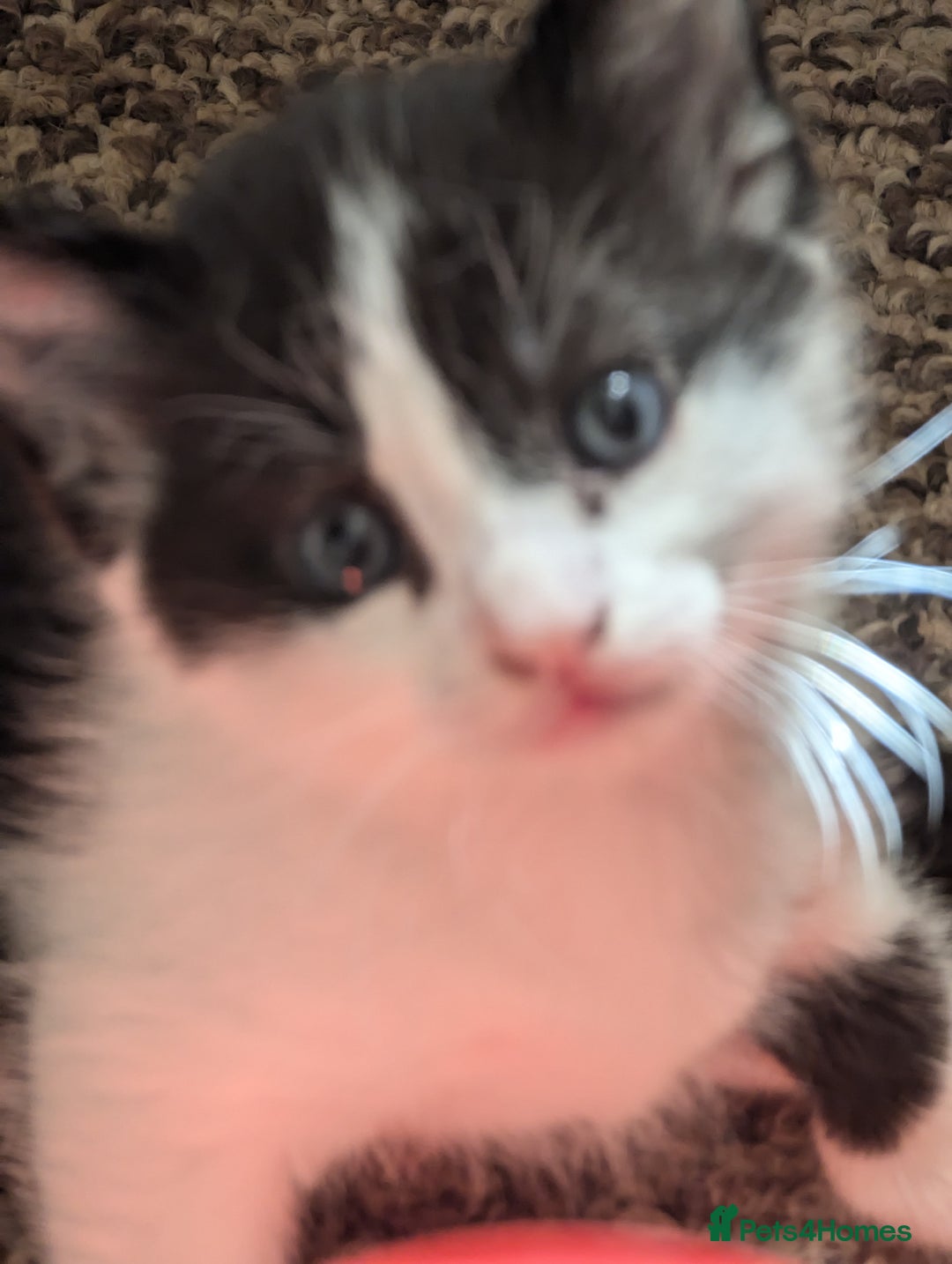 Mixed Breed cats for sale: Kitten - Image 17