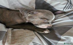 Staffordshire Bull Terrier dogs for sale: RARE CLASSIC MARKINGS - Image 16