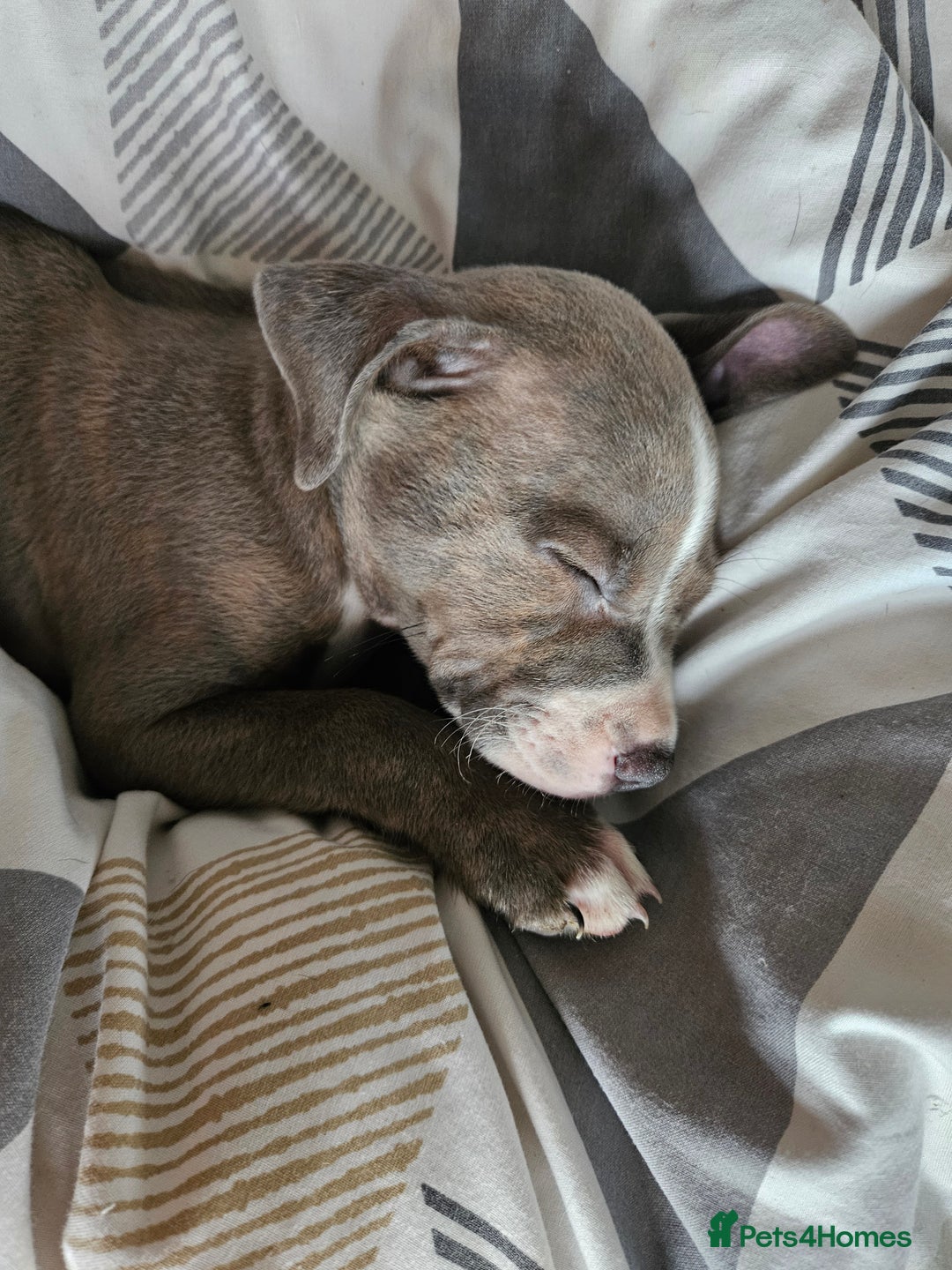 Staffordshire Bull Terrier dogs for sale: RARE CLASSIC MARKINGS - Image 16