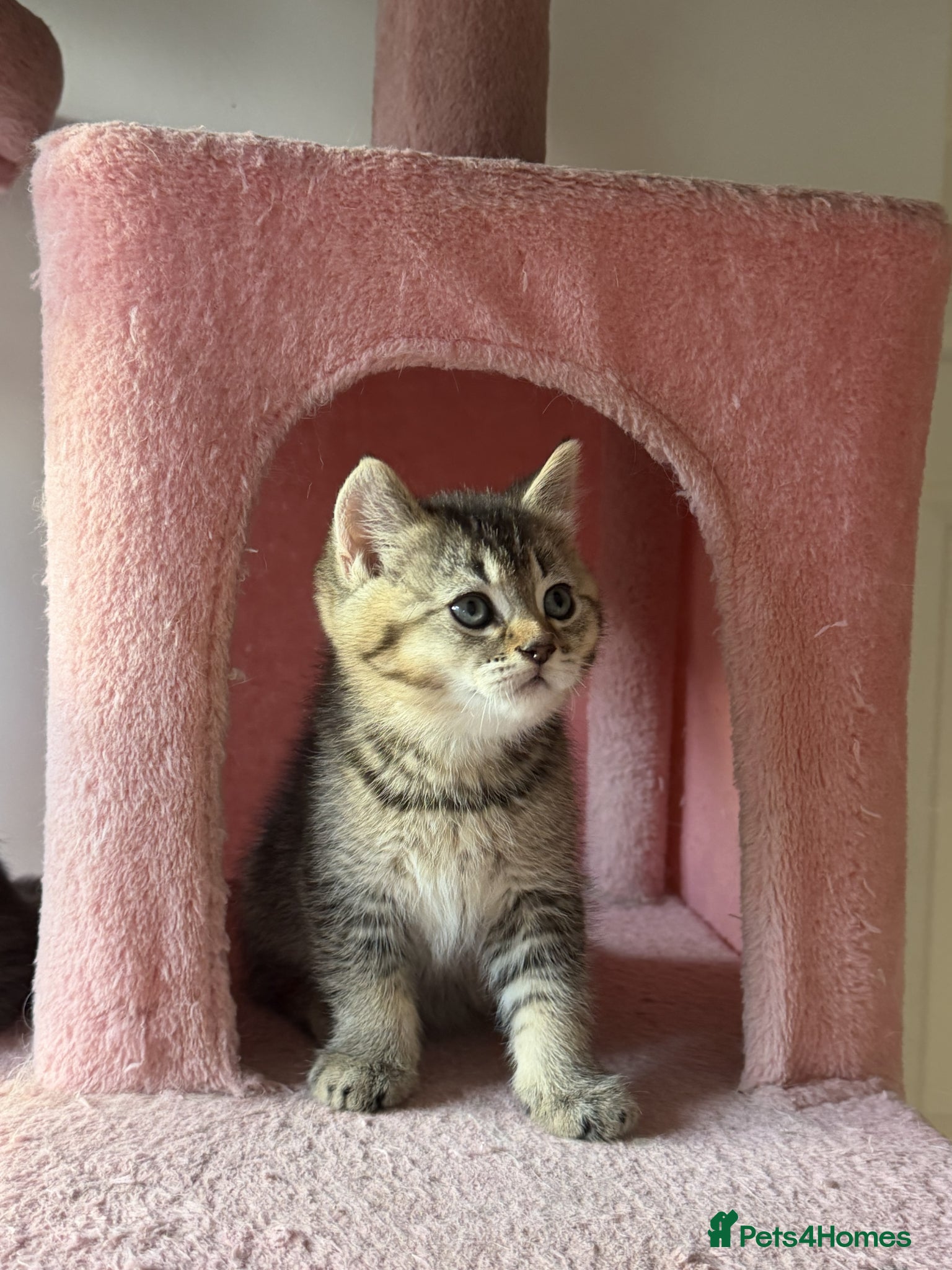 British Longhair Kitten 2