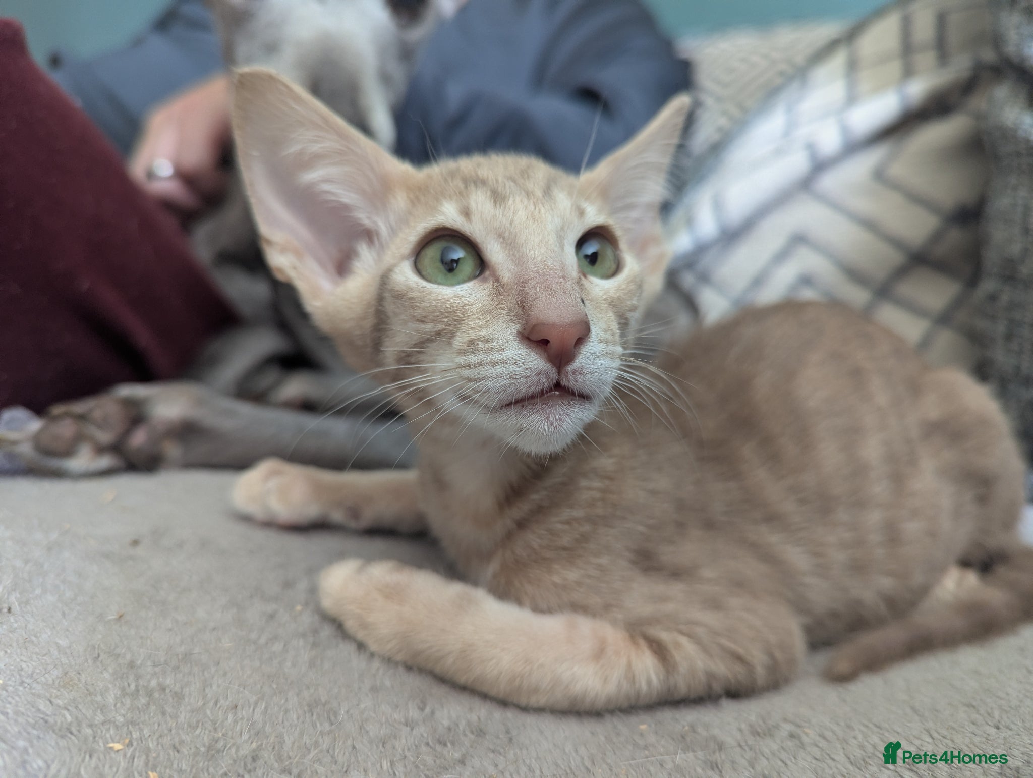 Oriental cats for sale: Ready now! Stunning spotty boy - Advert 1