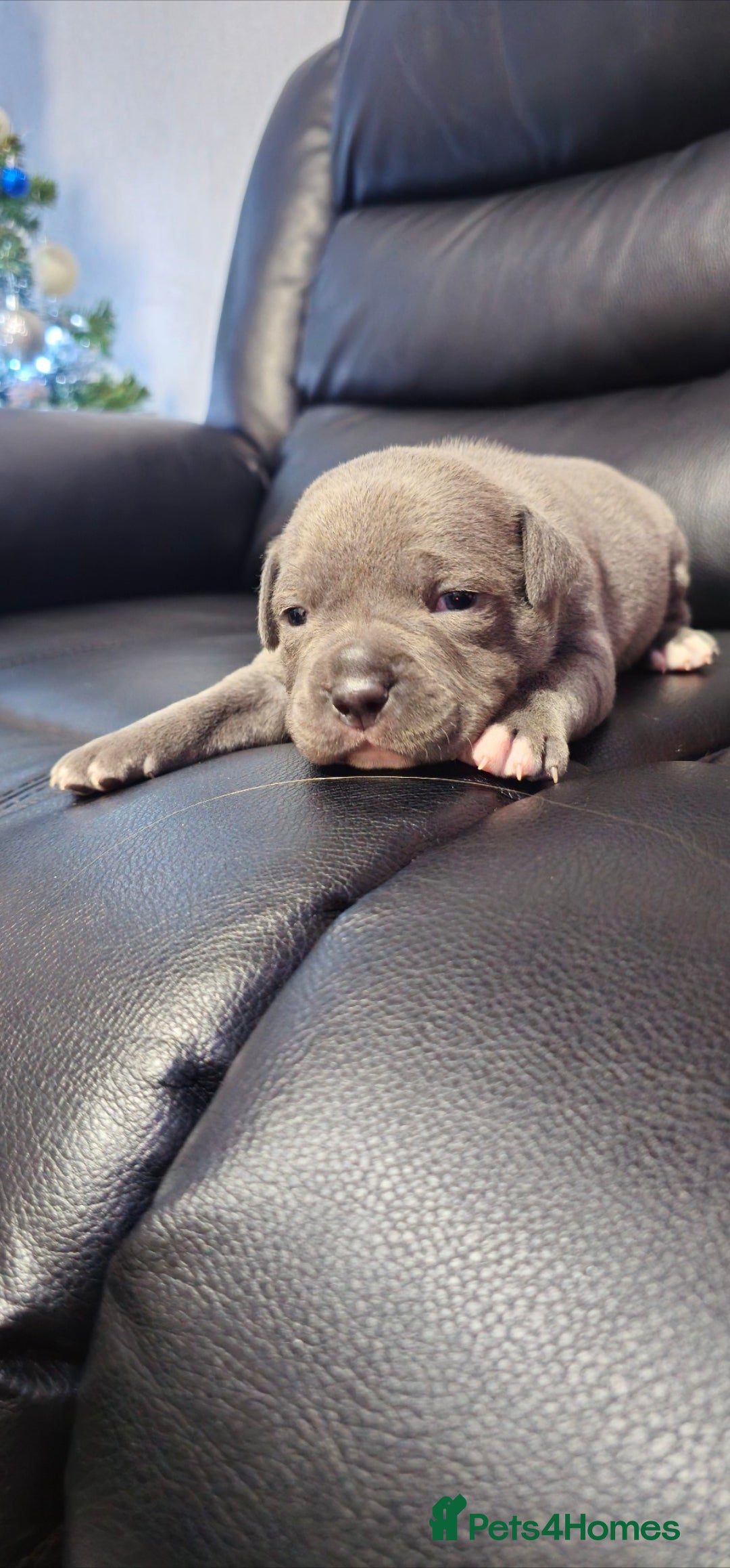 Staffordshire Bull Terrier dogs Staffordshire bull terrier  - Advert 15