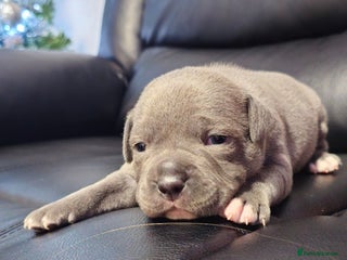 Staffordshire Bull Terrier dogs Staffordshire bull terrier - Advert 1