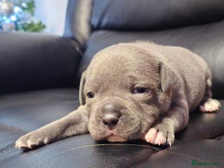 Staffordshire Bull Terrier dogs Staffordshire bull terrier - Advert 1