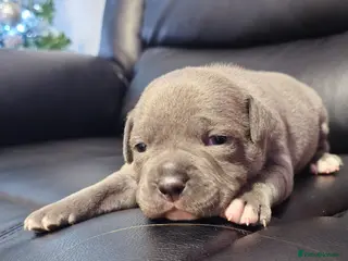 Staffordshire Bull Terrier dogs Staffordshire bull terrier - Advert 2