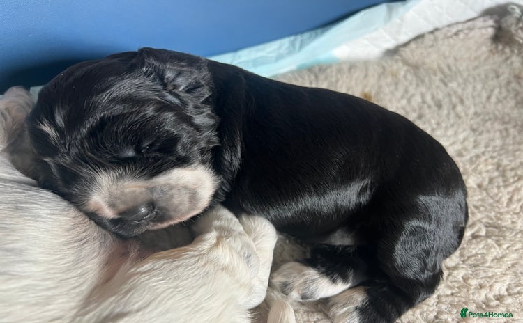 Cocker Spaniel dogs - Advert 1