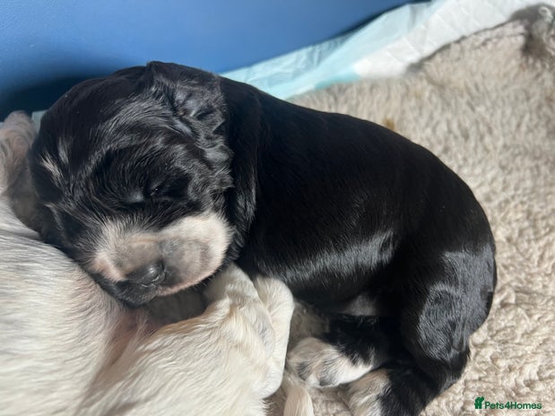 Cocker Spaniel dogs - Advert 1