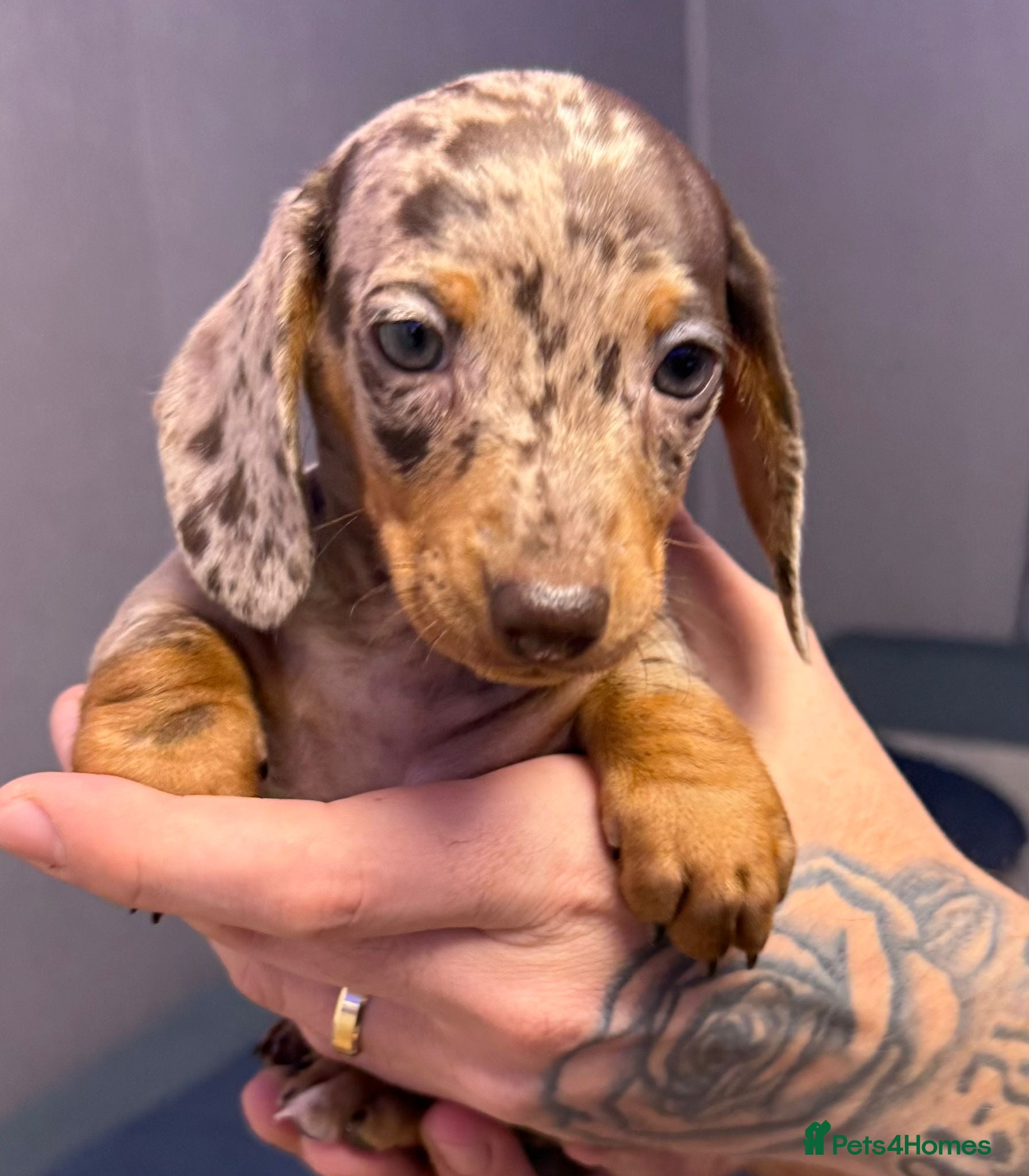 Dachshund dogs Gorgeous Dachshunds  - Advert 3