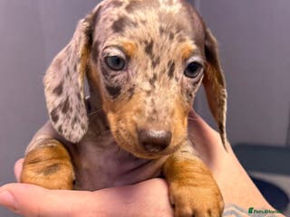 Dachshund dogs Gorgeous Dachshunds - Advert 13