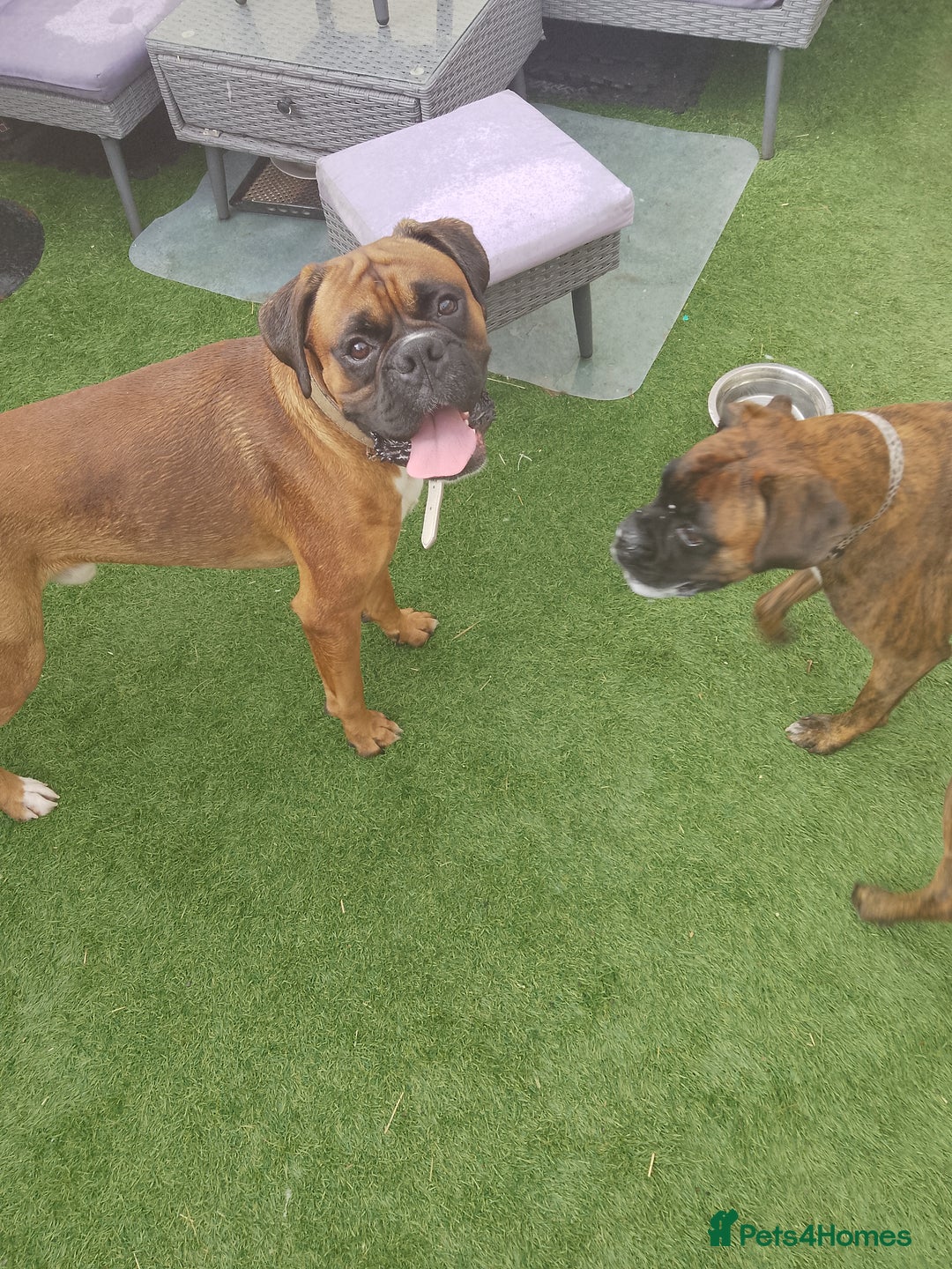 Boxer dogs for sale: Boxer Puppies  - Advert 14
