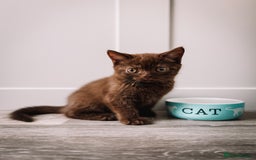 British Shorthair cats for sale: Last Blue boy British shorthair kitten GCCF - Image 17