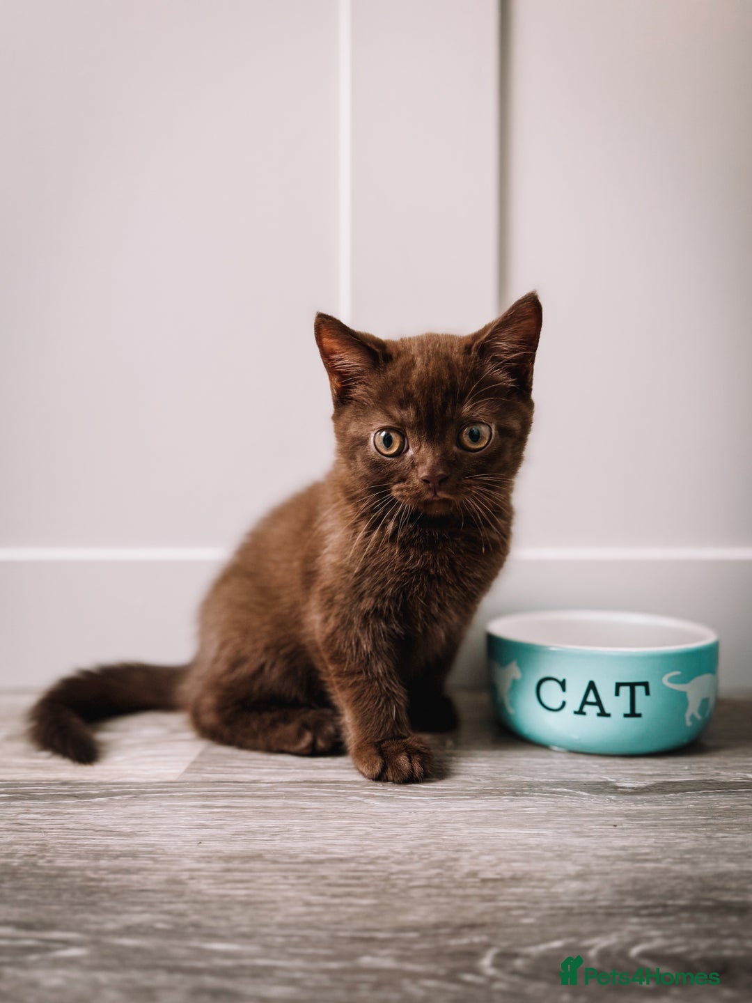 British Shorthair cats for sale: Last Blue boy British shorthair kitten GCCF - Image 17