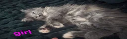 Maine Coon cats for sale: Amazing pure bread Maine Coons kittens  - Advert 7