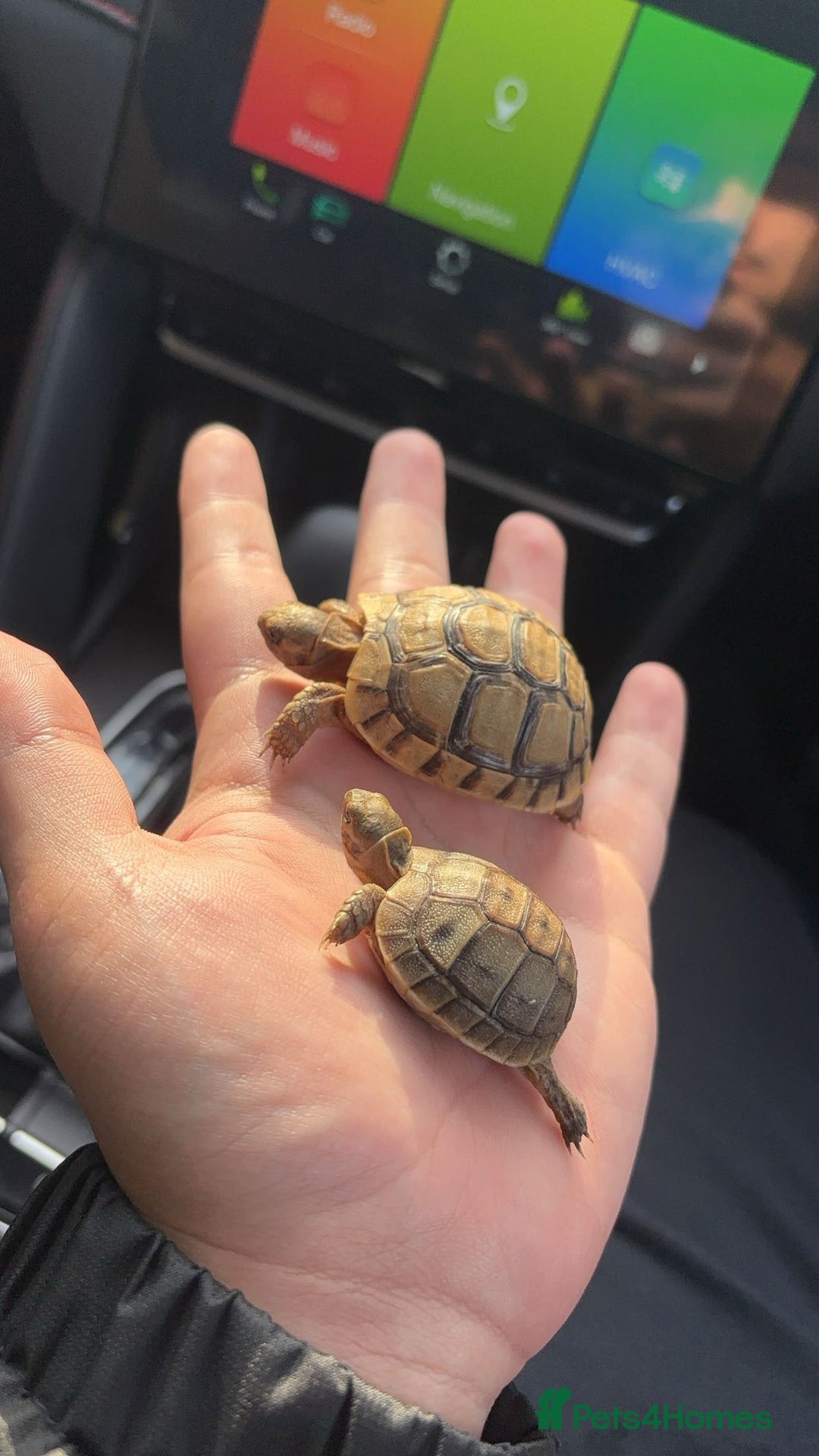 Tortoise reptiles for sale: Greek Tortoises - Image 2