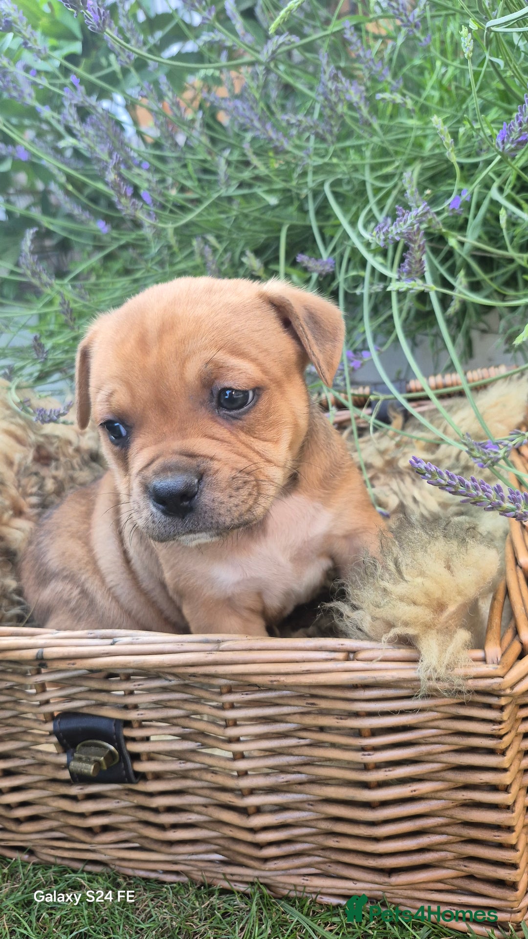 Mixed Breed dogs for sale: puppys staff × american bully  in King's Lynn - Image 6