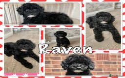 Cavapoo dogs for sale: 1 lonely girl still on the search for her home - Image 1