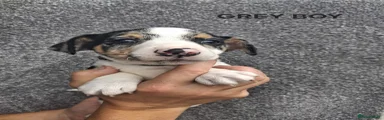 Jack Russell 5