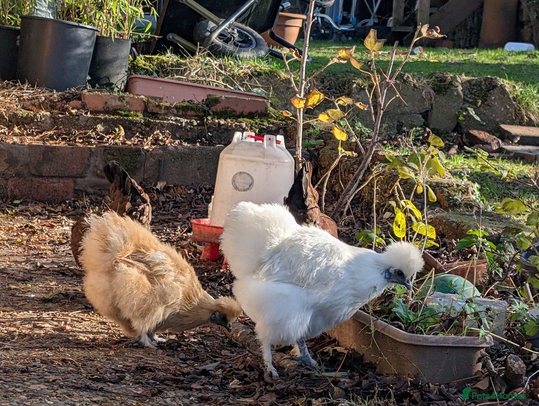 Chickens poultry for sale: Two female Silkie bantams, 7 months old - Advert 1