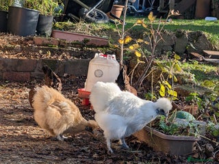 Chickens poultry Two female Silkie bantams, 7 months old - Advert 1