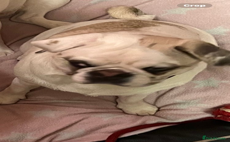 Pug dogs - Advert 4