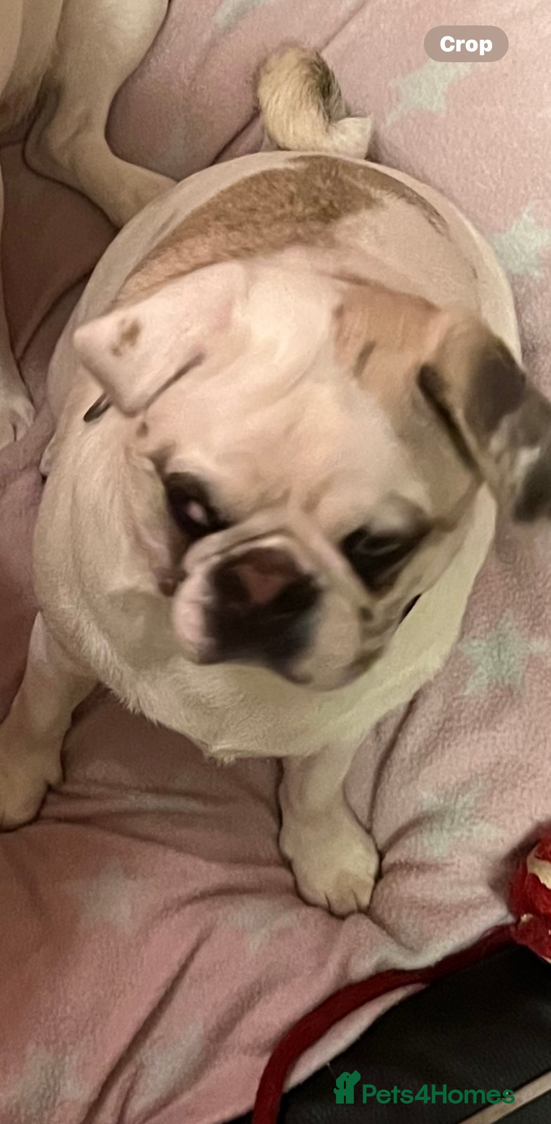 Pug dogs for sale: Lulu , Looking for her forever home  - Image 1