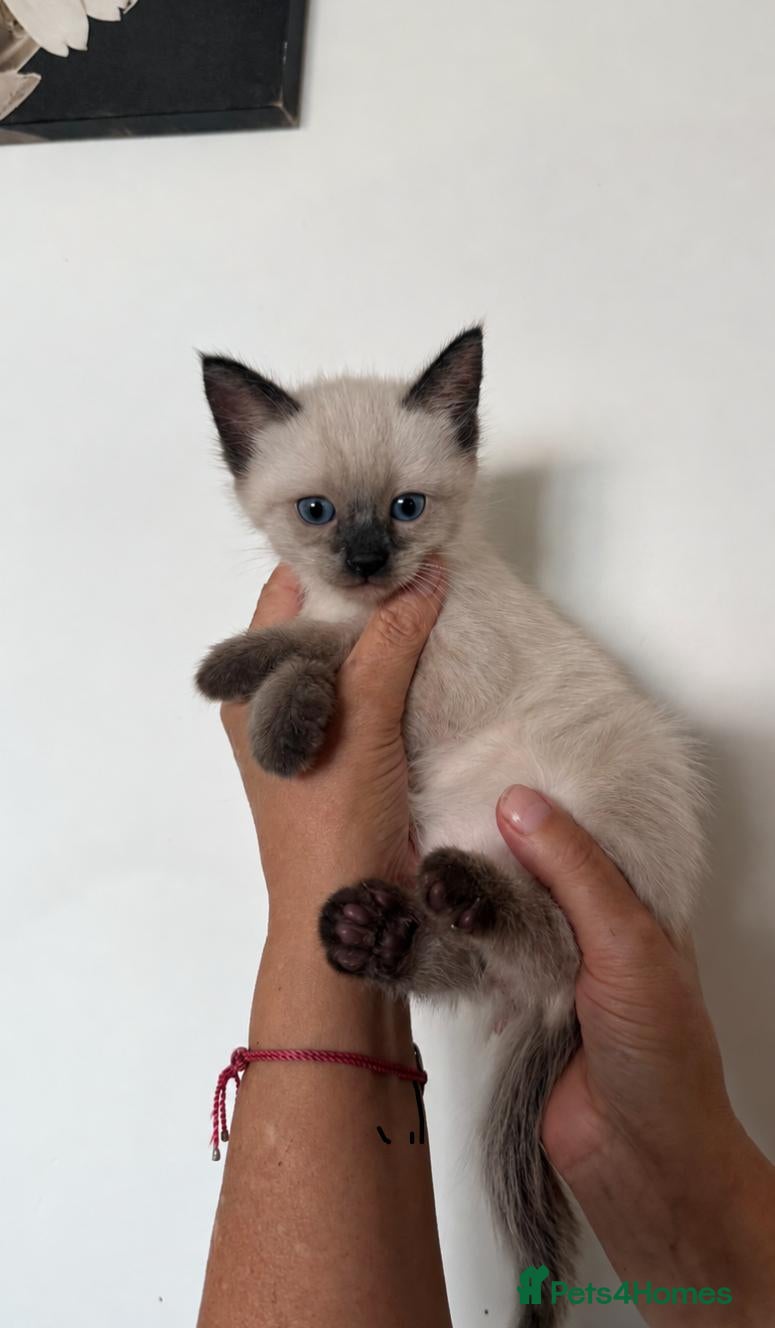 Siamese cats Old style Choco point Siamese crosed with Ragdol - Advert 2