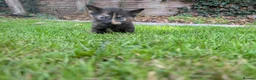 Mixed Breed cats for sale: Georgous Kittens Looking For A New Home - Advert 21