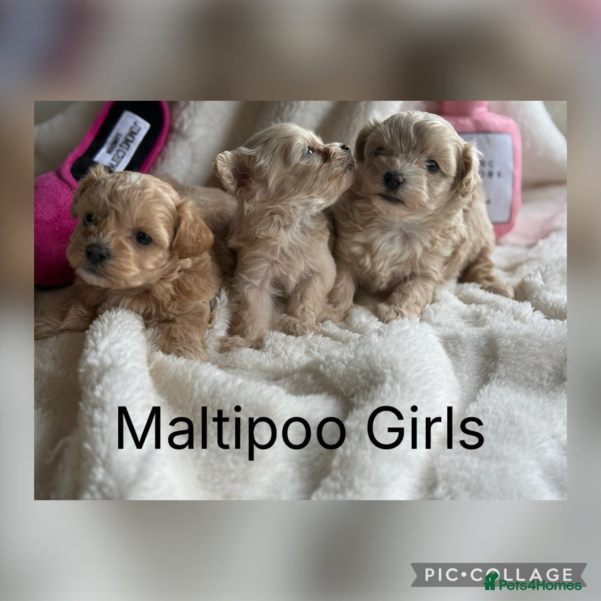 Maltipoo dogs Gorgeous Teddy Bear F1 Maltipoo  - Advert 1