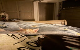 Oriental cats for sale: The Cutest Babies Hand Reared From 2 Weeks - Image 21