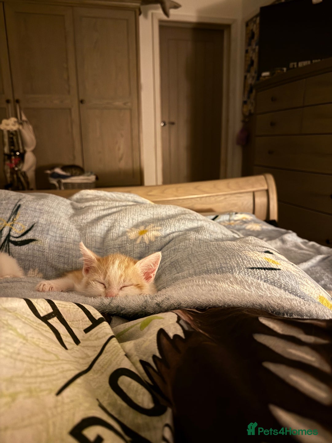 Oriental cats for sale: The Cutest Babies Hand Reared From 2 Weeks - Image 21