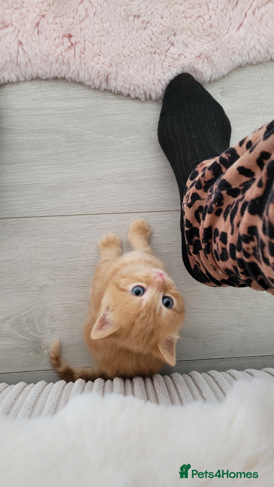 British Shorthair cats for sale: 1 stunning British shorthair boys left to reserve  - Image 12