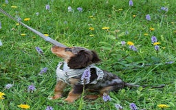 Cocker Spaniel dogs for sale: Cocker spaniel puppy  - Image 5