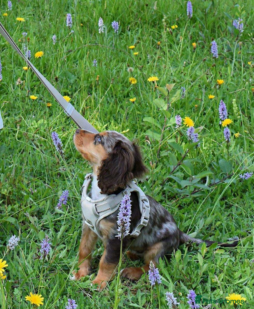 Cocker Spaniel dogs for sale: Cocker spaniel puppy  - Image 5