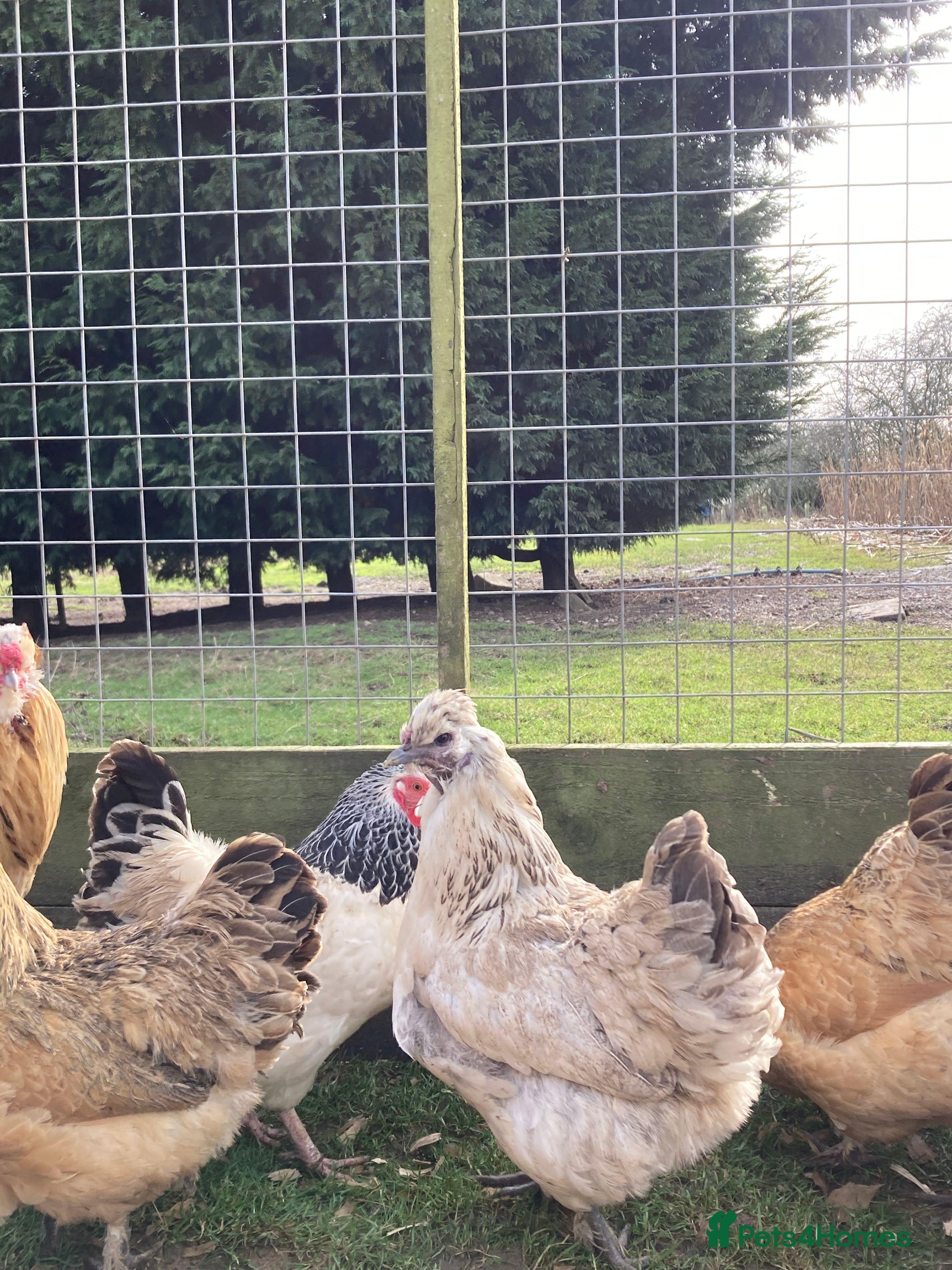 Chickens poultry Gold top trio - Advert 14